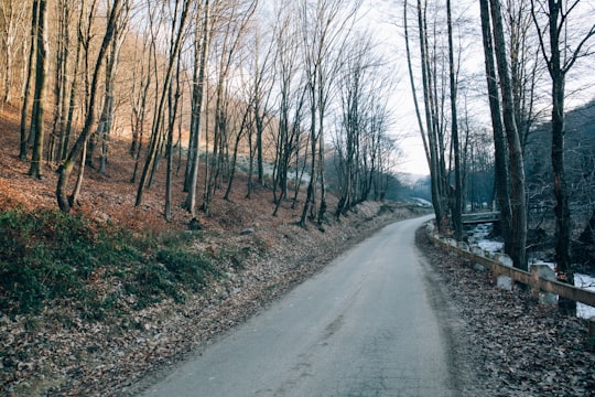 trees near road in Vama Romania