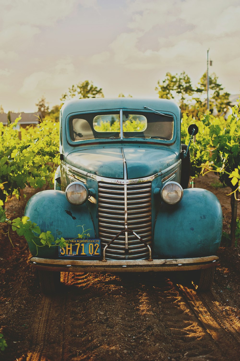 Veículo azul clássico entre a foto do vinhedo