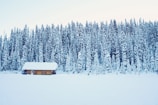 Exterior shot of the Arctic Cabin nestled among snow-covered pine trees.