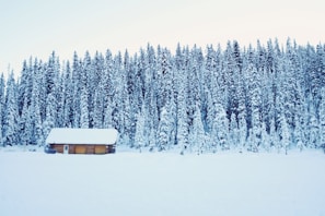 Exterior shot of the Arctic Cabin nestled among snow-covered pine trees.
