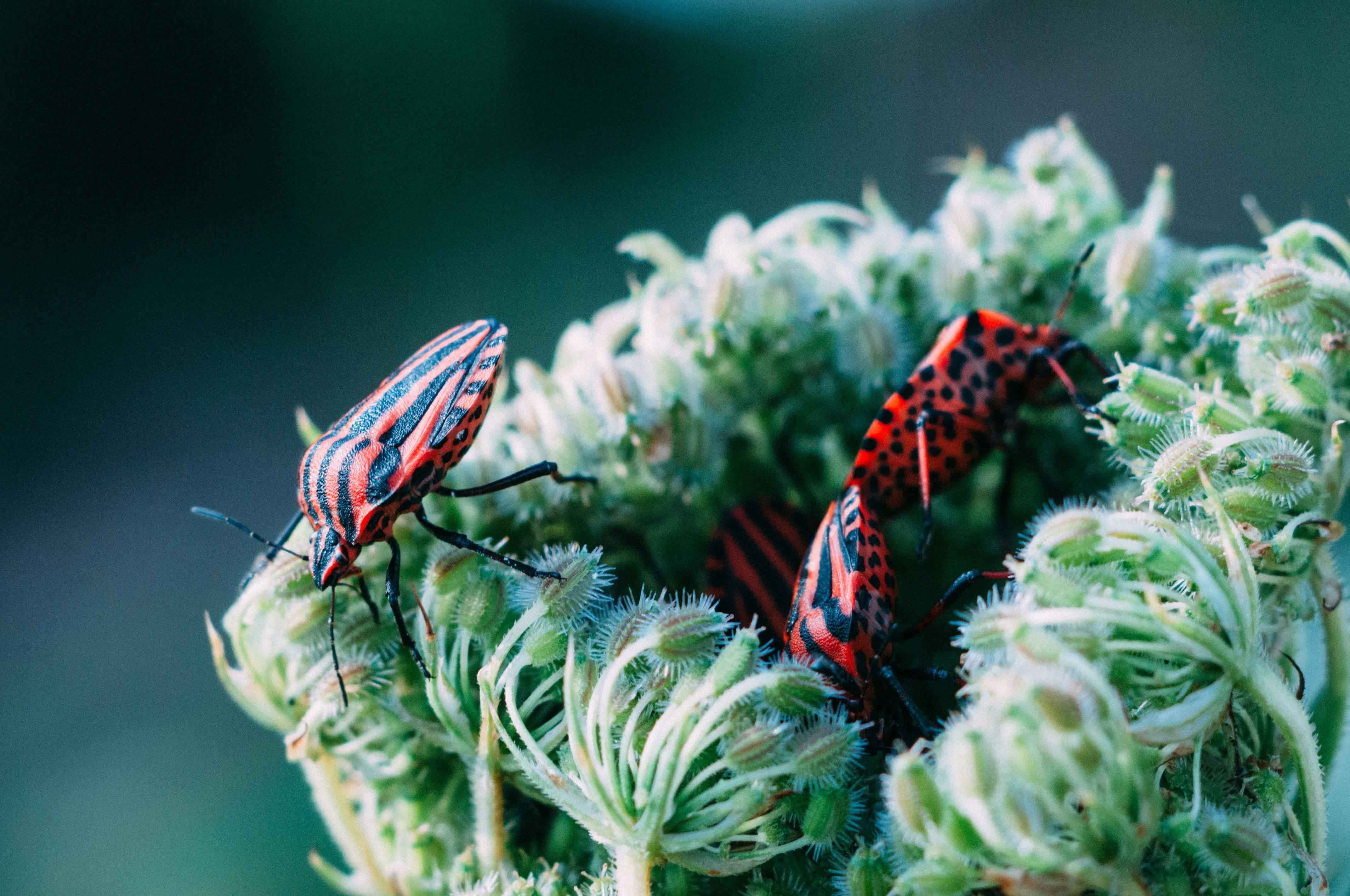 Free Unsplash photo from Timo Vijn