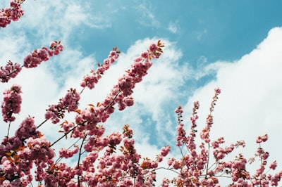 cherry blossom tree flowers google meet background