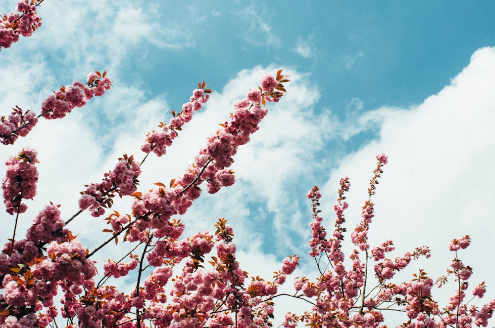 cerisier en fleurs