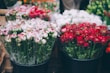 Multiple bouquets of various colored flowers are arranged in black buckets, featuring shades such as white with pink tips, deep red, and hints of orange. The bouquets are tightly wrapped in transparent plastic, and the flowers appear fresh and vibrant. The setting suggests a market or florist shop.