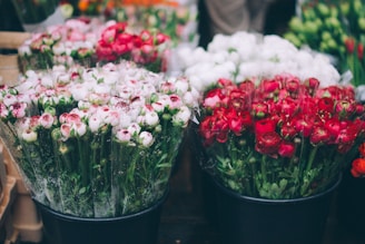 Multiple bouquets of various colored flowers are arranged in black buckets, featuring shades such as white with pink tips, deep red, and hints of orange. The bouquets are tightly wrapped in transparent plastic, and the flowers appear fresh and vibrant. The setting suggests a market or florist shop.
