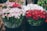 Multiple bouquets of various colored flowers are arranged in black buckets, featuring shades such as white with pink tips, deep red, and hints of orange. The bouquets are tightly wrapped in transparent plastic, and the flowers appear fresh and vibrant. The setting suggests a market or florist shop.
