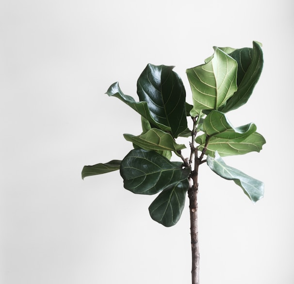 potted green plant beside wall