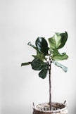 potted green plant beside wall