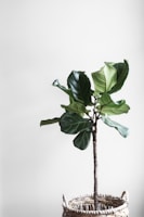 potted green plant beside wall