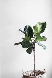 potted green plant beside wall