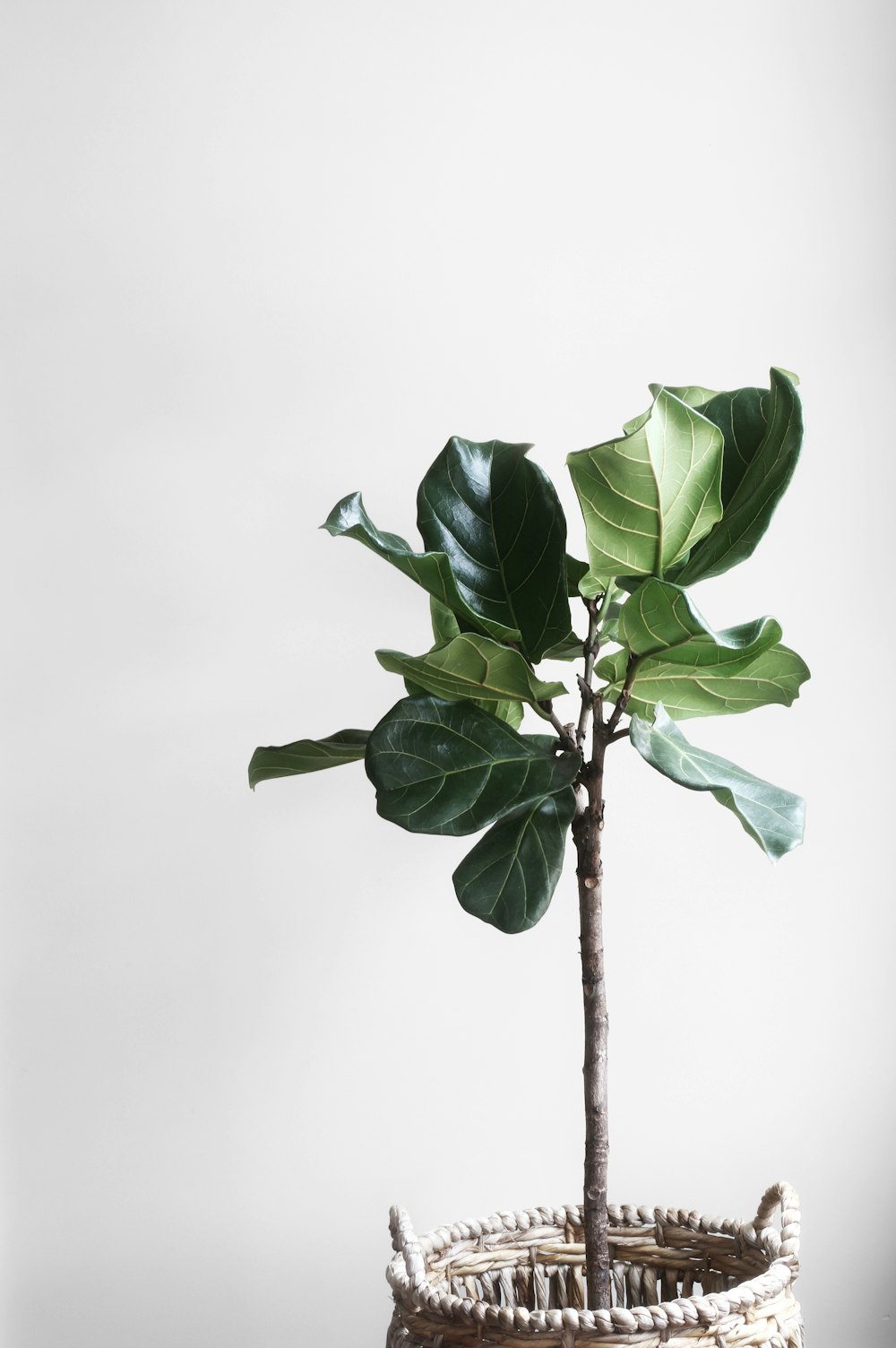 potted green plant beside wall