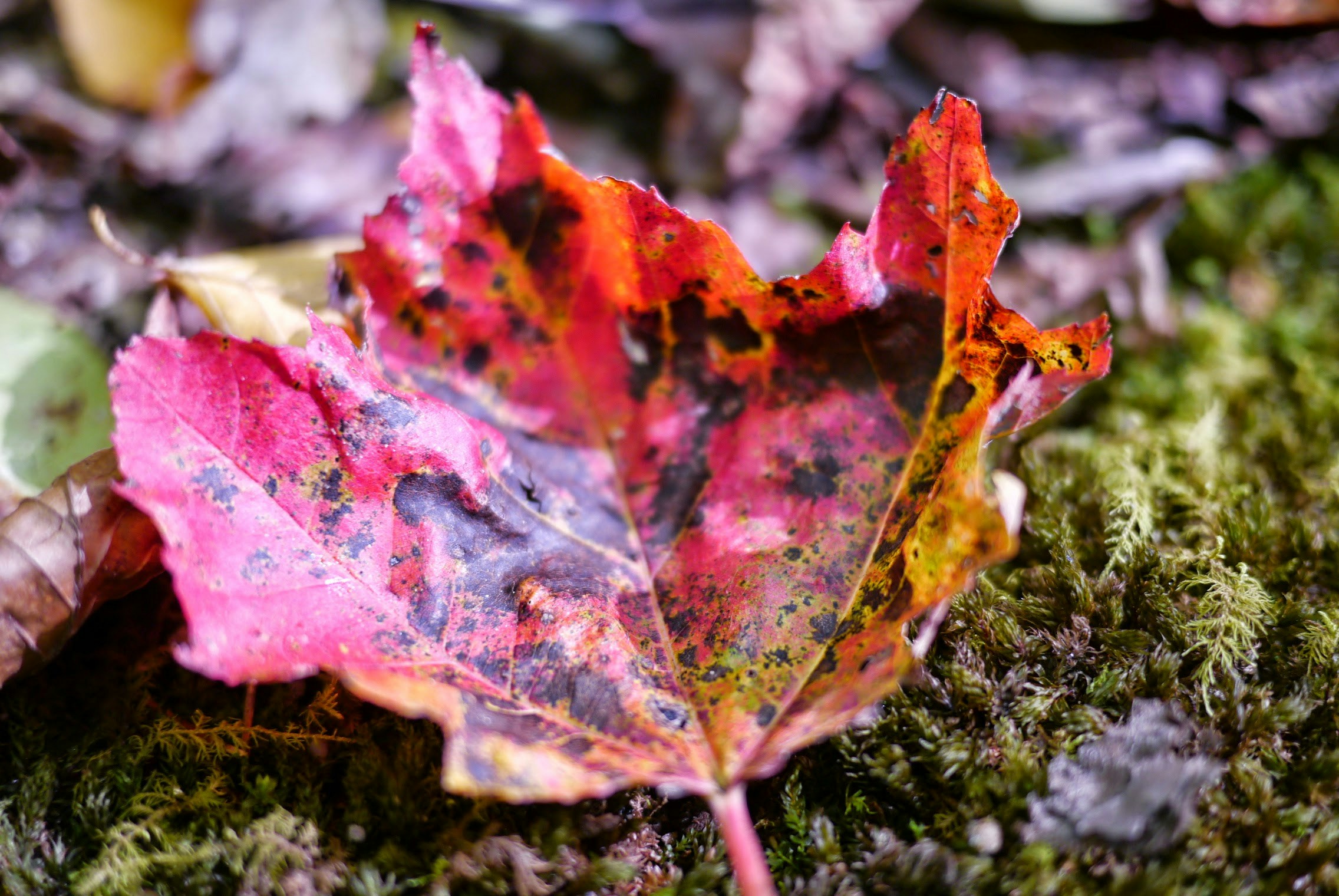 Free Unsplash photo from Adrian Ritchie