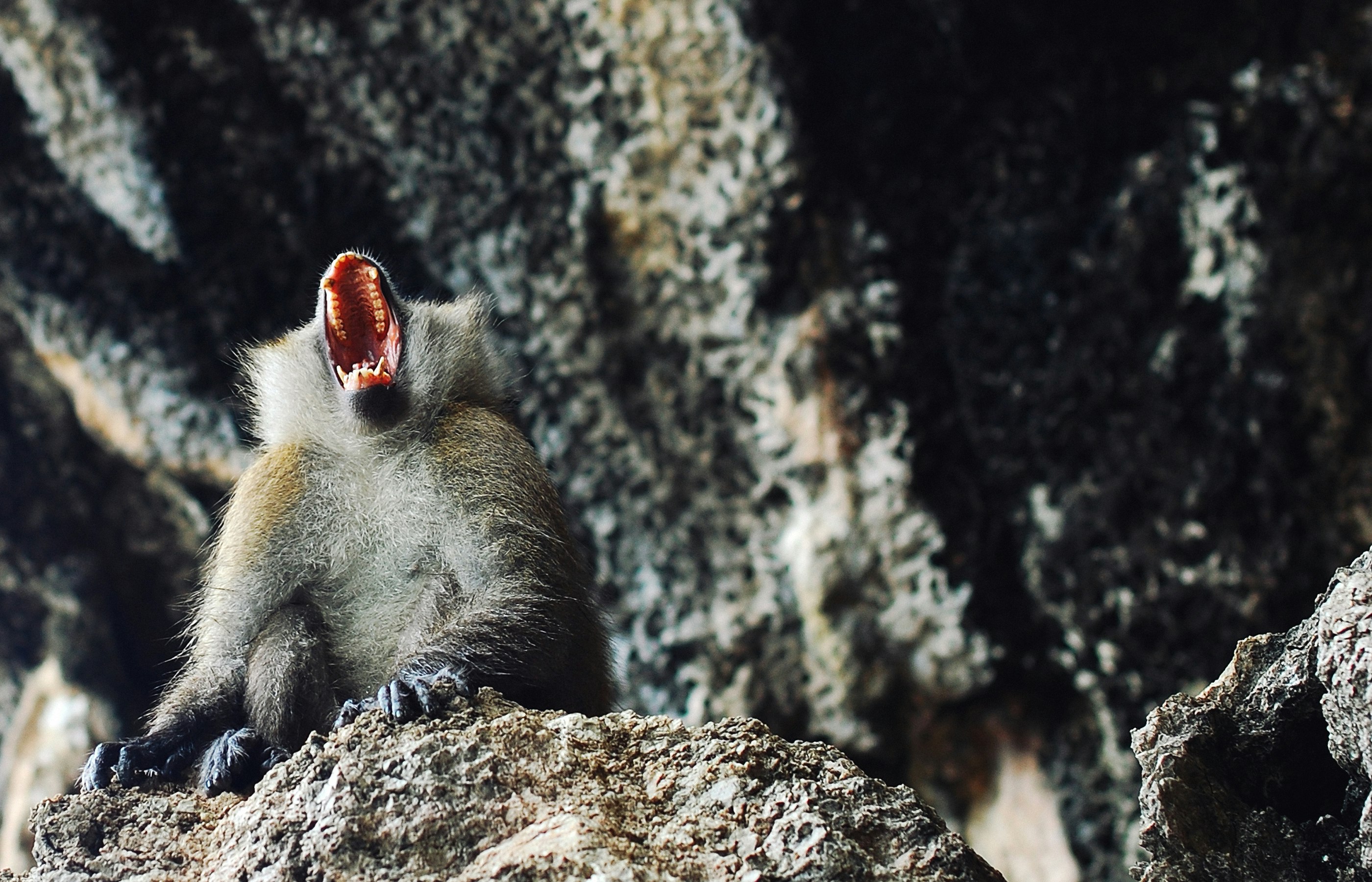 Photo of frustrated monkey by Asa Rodger on Unsplash