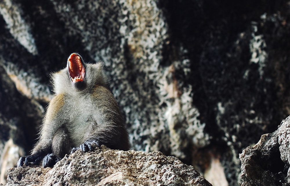 Macaco perto da parede de concreto cinza durante o dia