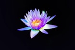 pink and yellow water lily