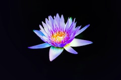 pink and yellow water lily