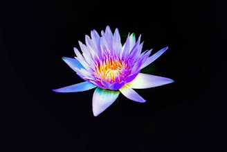 pink and yellow water lily