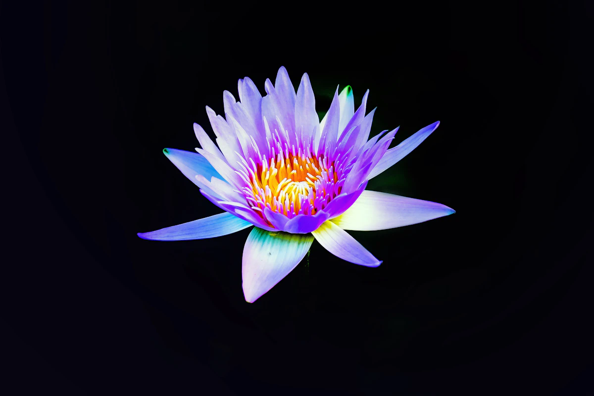 A violet lotus of light above the head, the crown chakra