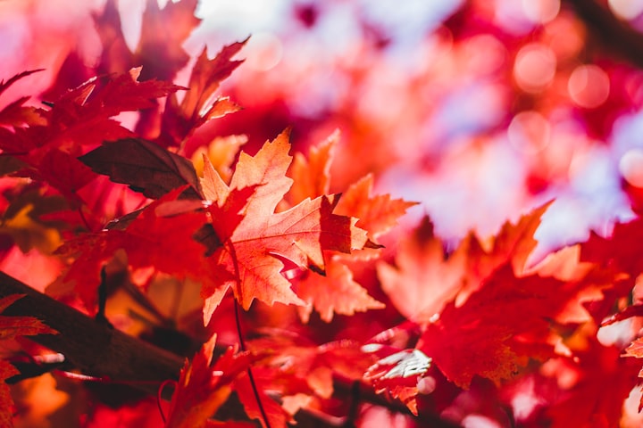 Red leaves, autumn breeze