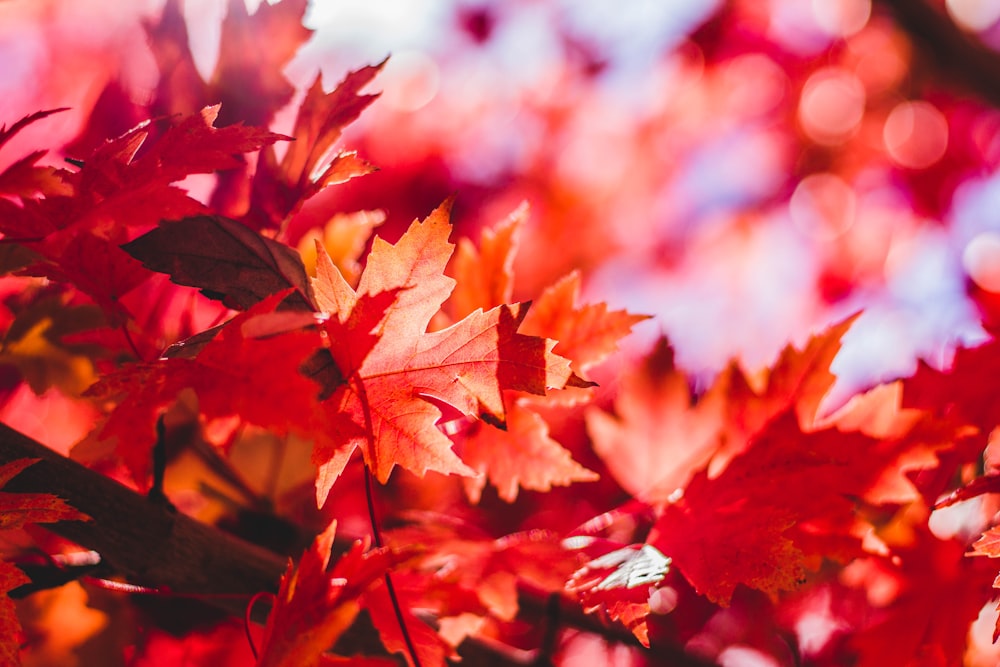 closeup photography of red leaf plant