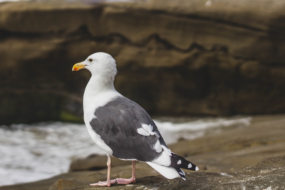 white and black seagull on sea shore