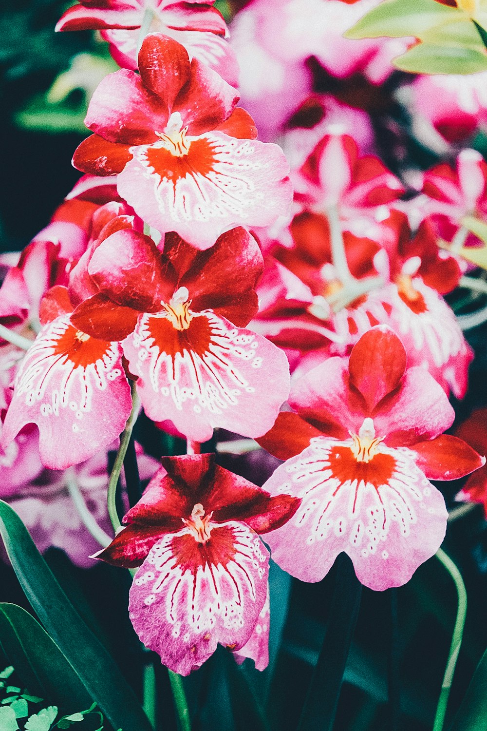 Rosa Motten-Orchideen