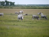 Several grey cattle are grazing in a wide, open grassy field. The landscape extends into the distance with a line of trees visible on the horizon under an overcast sky. The cattle are scattered across the pasture, some standing, some lying down.