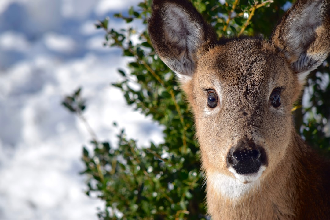 selective focus photo of brown deer