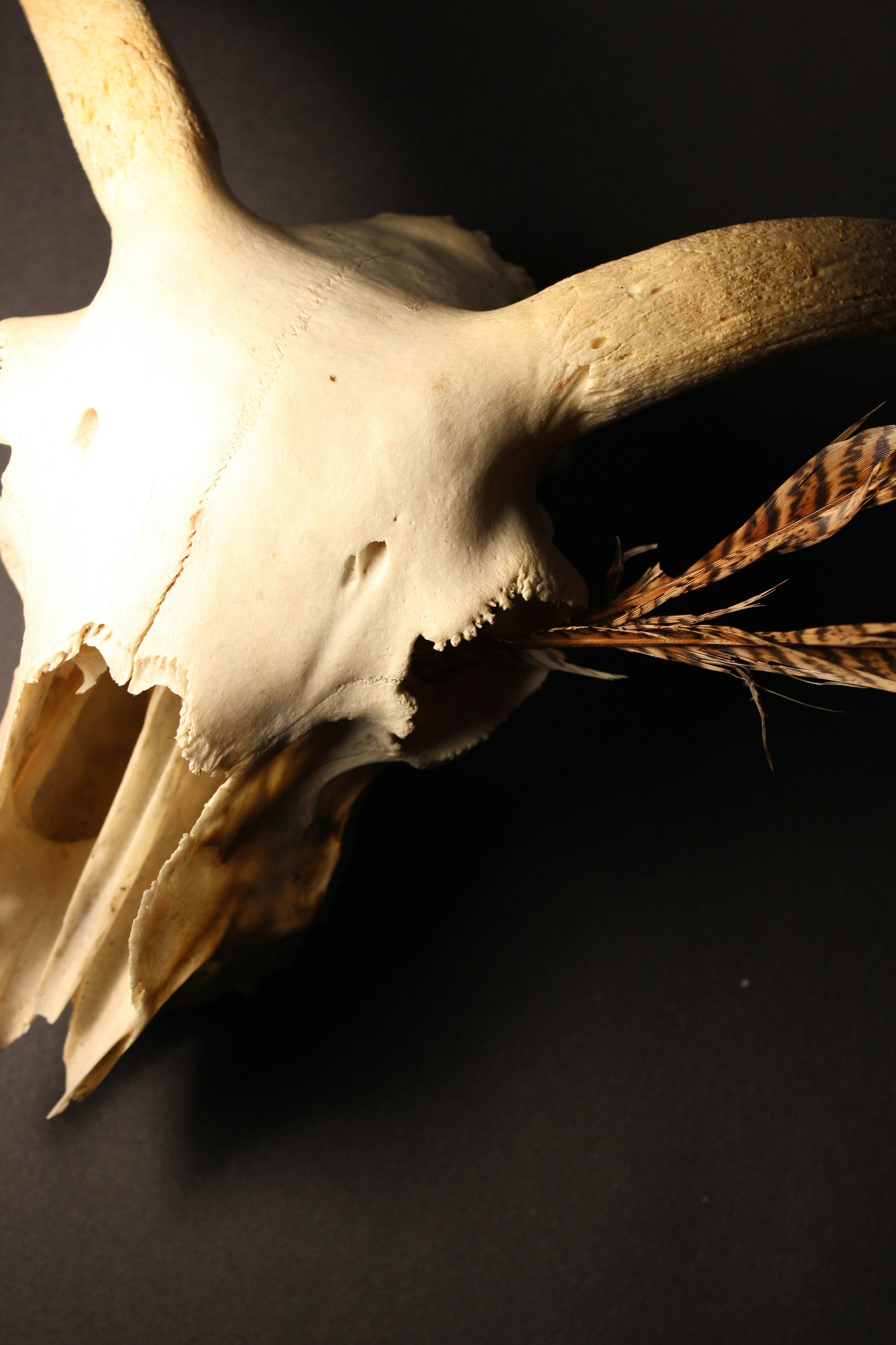 Free Unsplash photo from Isabelle Glen