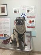 A pug sitting on a metallic examination table in a veterinary clinic, surrounded by posters and informational flyers about pet health and medications on the wall. The pug is wearing a black harness and has a slightly open mouth, giving an impression of a happy expression.