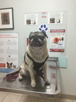 Veterinarian gently examining a dog's leg in a clean, elegant clinic setting with blue and white decor.