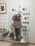 A pug sitting on a metallic examination table in a veterinary clinic, surrounded by posters and informational flyers about pet health and medications on the wall. The pug is wearing a black harness and has a slightly open mouth, giving an impression of a happy expression.