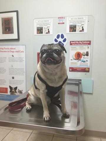 A pug sitting on a metallic examination table in a veterinary clinic, surrounded by posters and informational flyers about pet health and medications on the wall. The pug is wearing a black harness and has a slightly open mouth, giving an impression of a happy expression.