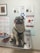 A pug sitting on a metallic examination table in a veterinary clinic, surrounded by posters and informational flyers about pet health and medications on the wall. The pug is wearing a black harness and has a slightly open mouth, giving an impression of a happy expression.