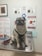 A pug sitting on a metallic examination table in a veterinary clinic, surrounded by posters and informational flyers about pet health and medications on the wall. The pug is wearing a black harness and has a slightly open mouth, giving an impression of a happy expression.