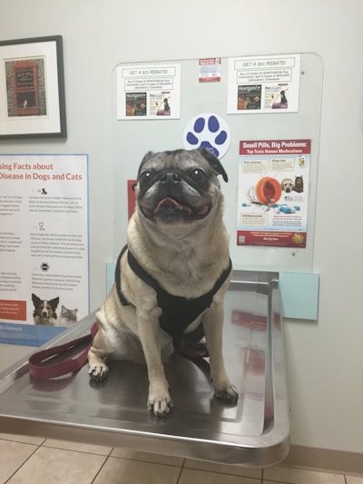 A pug sitting on a metallic examination table in a veterinary clinic, surrounded by posters and informational flyers about pet health and medications on the wall. The pug is wearing a black harness and has a slightly open mouth, giving an impression of a happy expression.