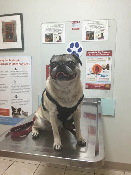 Young veterinarian confidently examining a small dog in a bright clinic