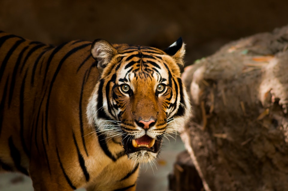 A tiger gasping