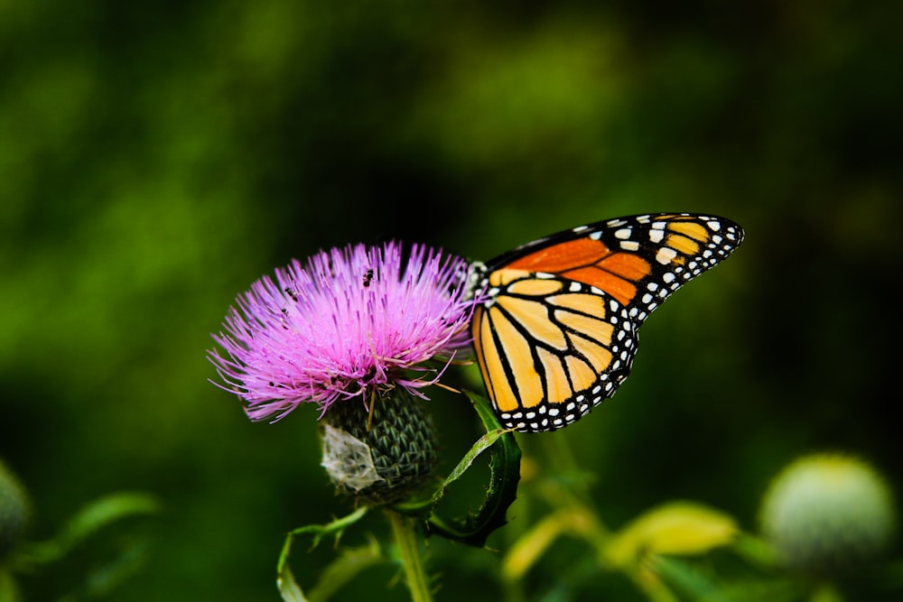 Fotografia da lente tilt-shift da borboleta em uma flor rosa