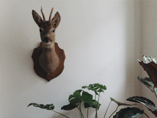 A beautifully mounted deer head displayed on a rustic wooden plaque.