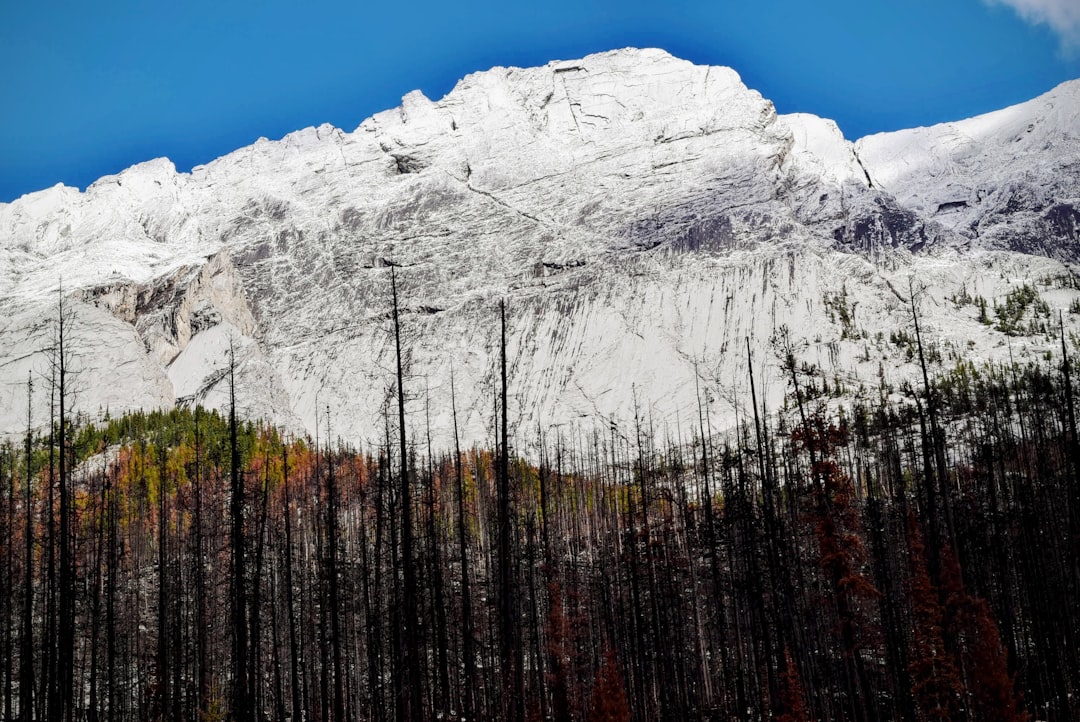 brown and green pine trees near white mountain at daytime