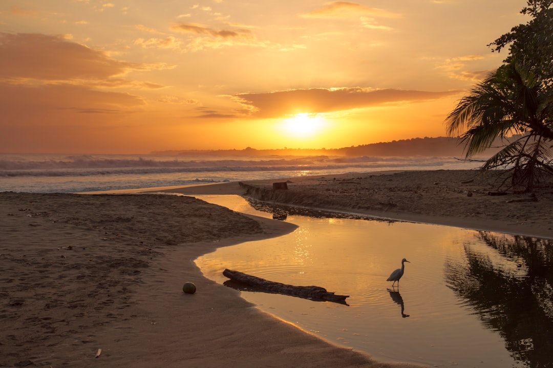 birds flying over the beach during sunset