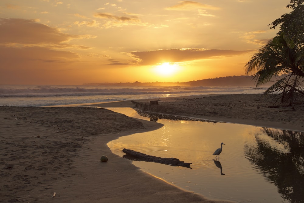 birds flying over the beach during sunset