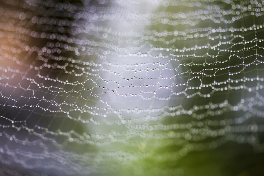 water droplets on spider web in close up photography