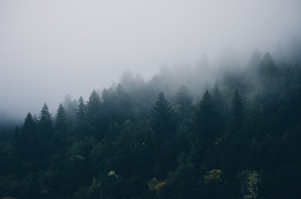 霧のかかった木々のフィールド
