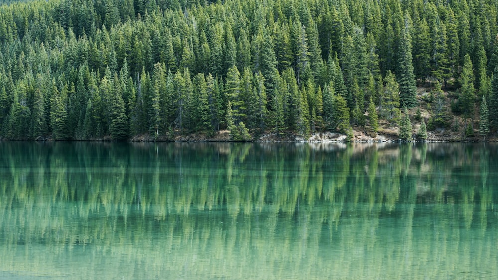 green trees beside body of water