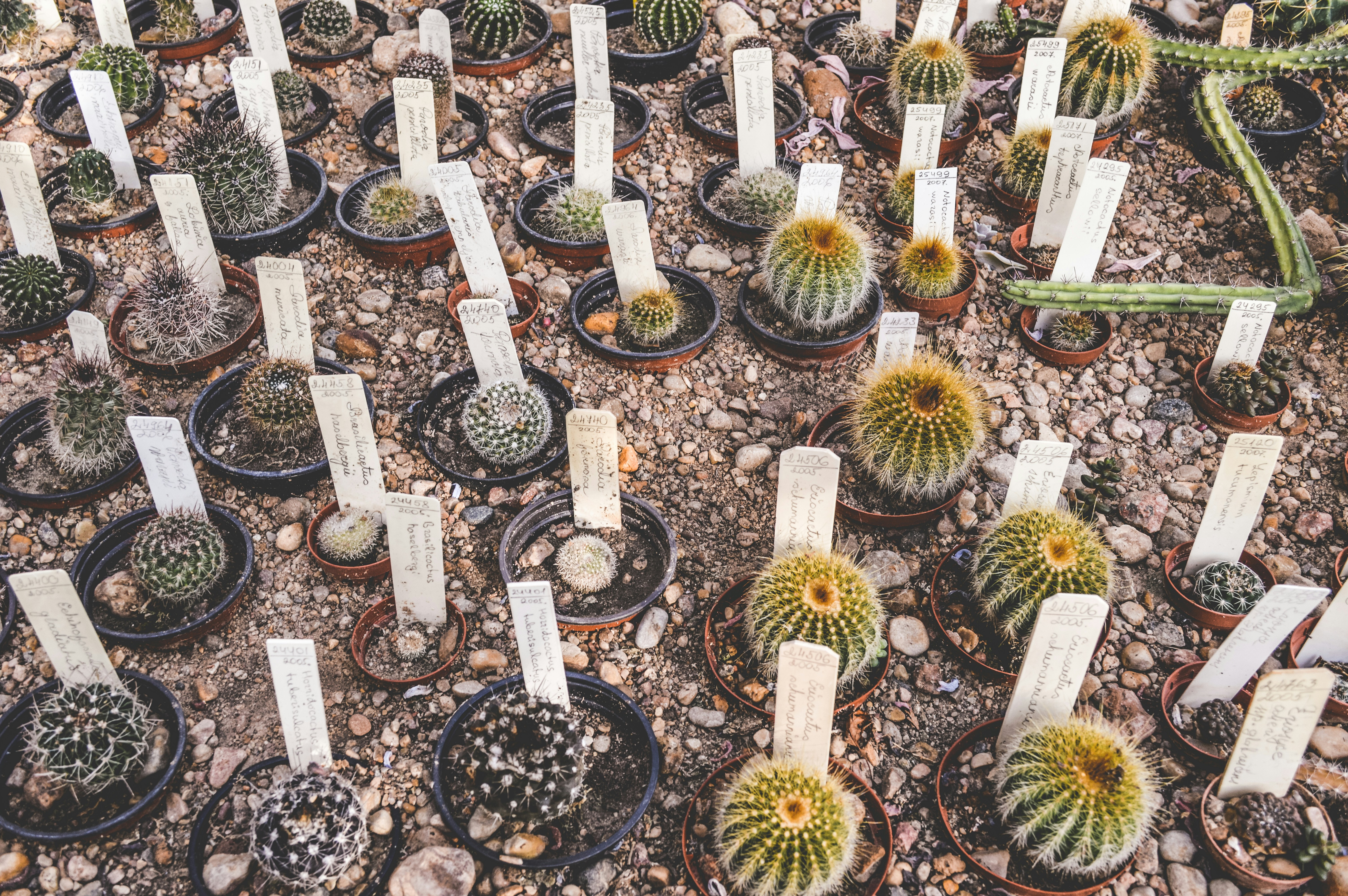 Cute tiny cactus collection adds charm to any space