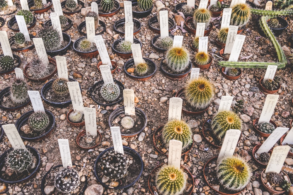pianta di cactus a terra