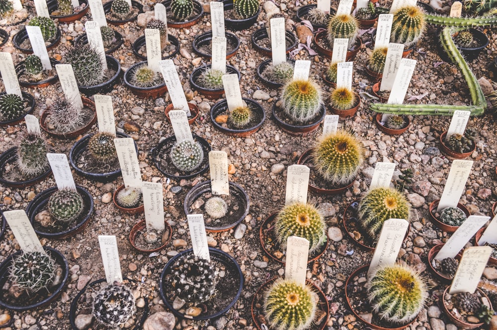 planta de cacto no chão