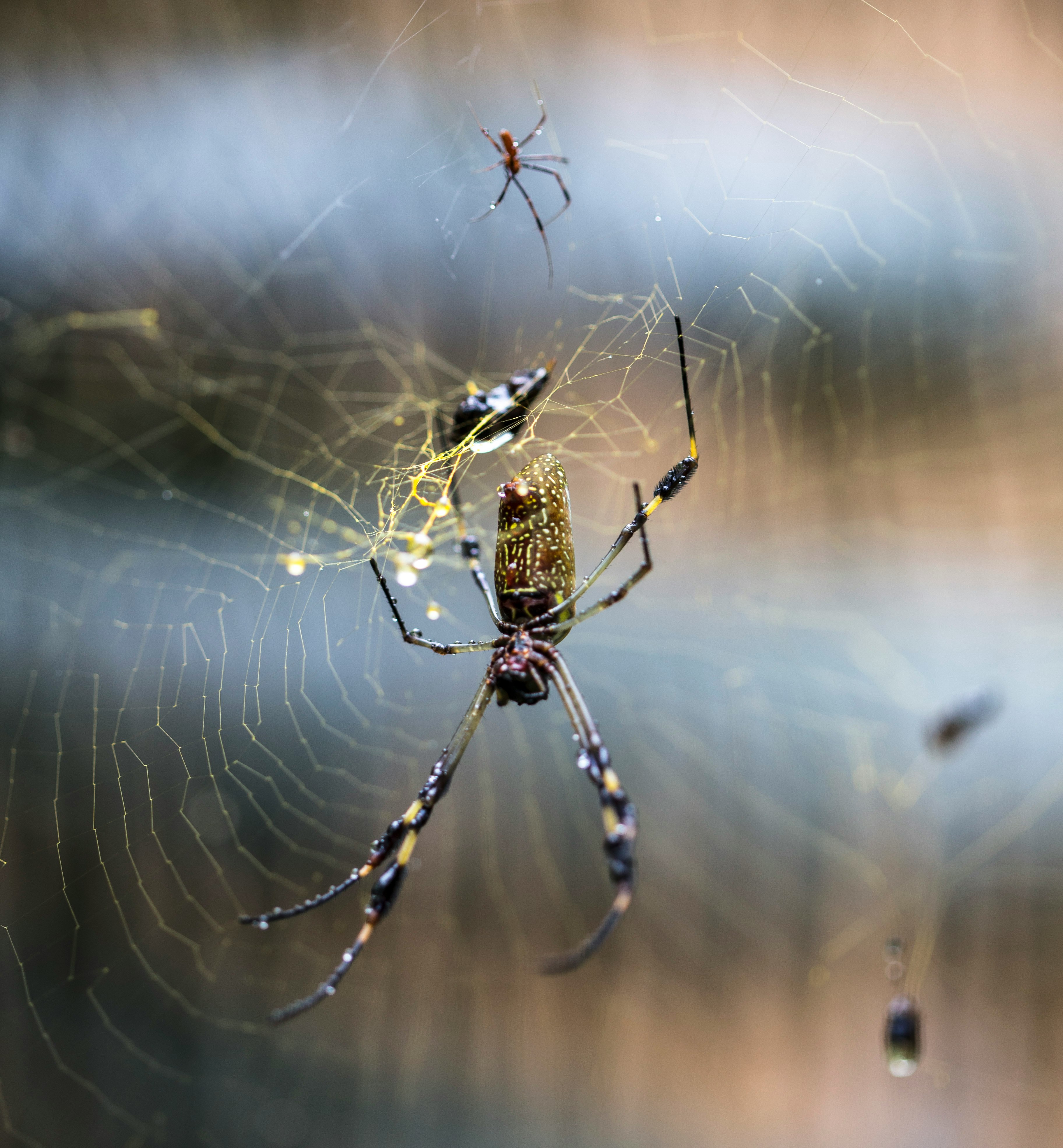black and brown spider on web in close up photography during daytime